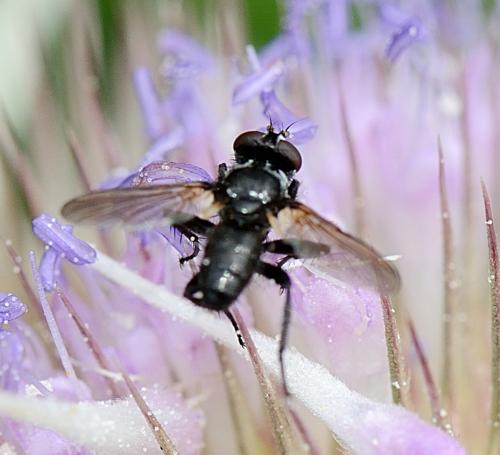 Réf. 262 033 : Phania funesta